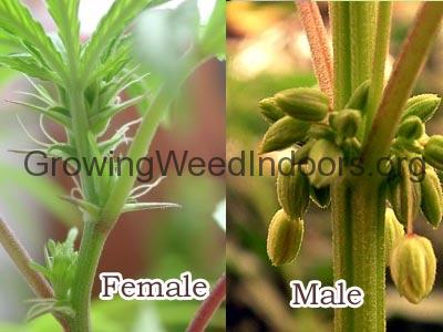female plant and male pot plant