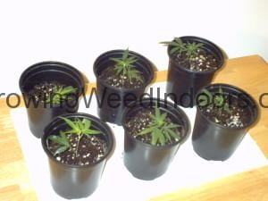 How to make pot plant clones