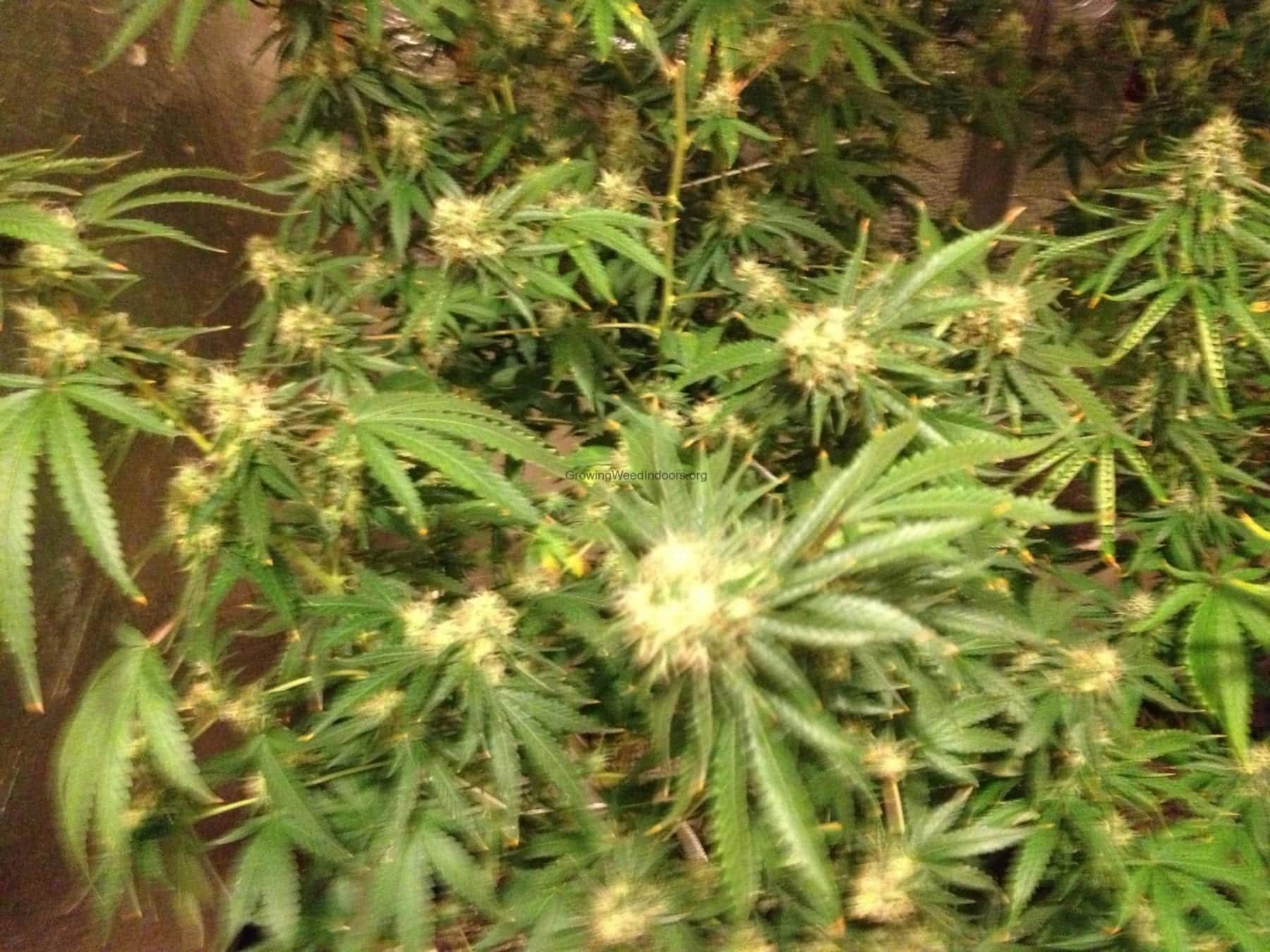 Flowering marijuana plants