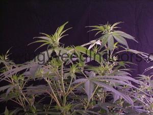 marijuana seeds grew this pot plant