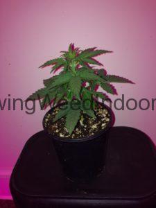cannabis plant 24 days old