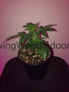 marijuana plant 34 days old