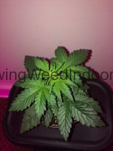 weed plant 24 days old