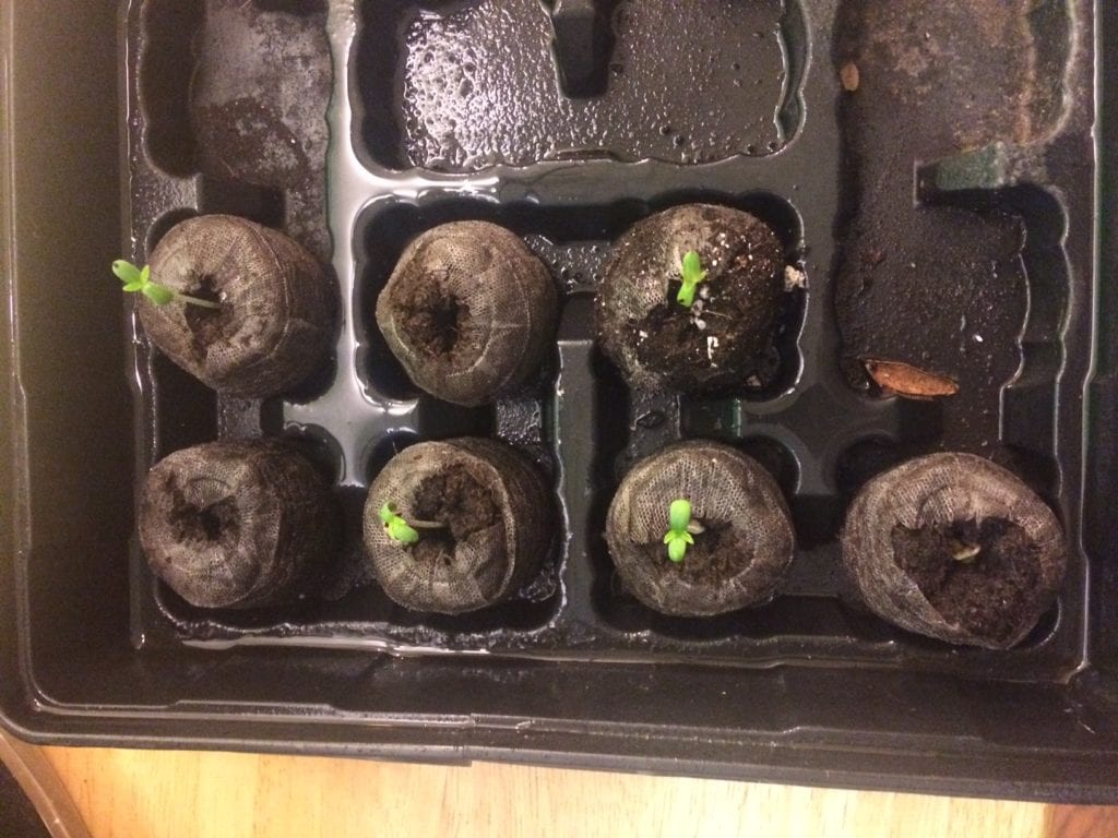 weed seeds popped