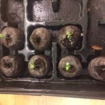 weed seeds popped