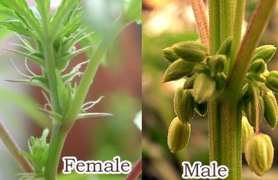 Female and male marijuana plants