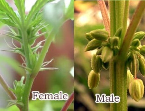 Male Cannabis VS Female