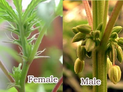 Female and male marijuana plants