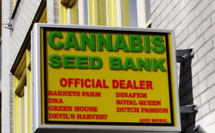 Best Cannabis Seed Bank