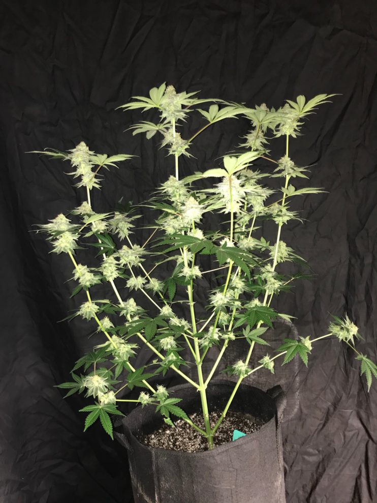 33" tall cannabis plant