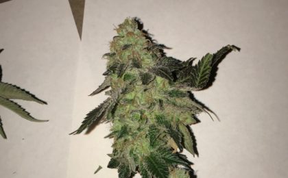 Girl Scout Cookies Extreme