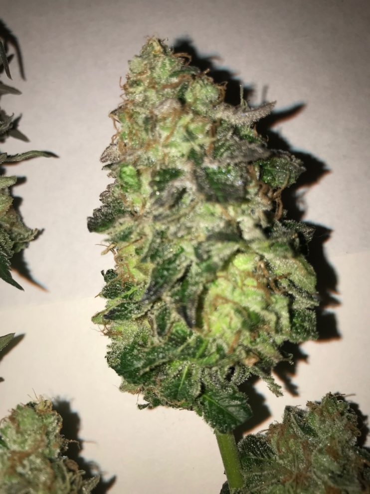 Girl Scout Cookies Extreme marijuana bud