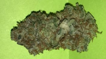 Gold Leaf Strain Review